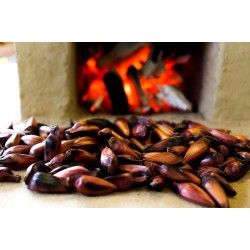 Venda do pinhão está liberada